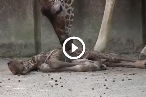 Naissance d'une girafe au zoo de memphis