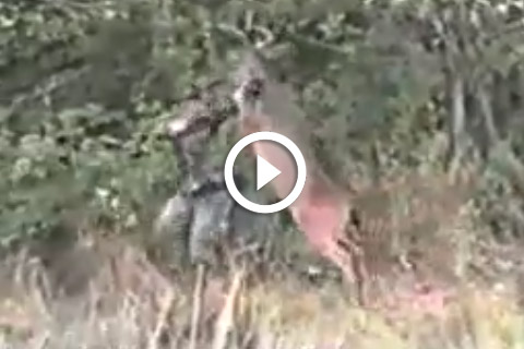 Un cerf attaque un chasseur