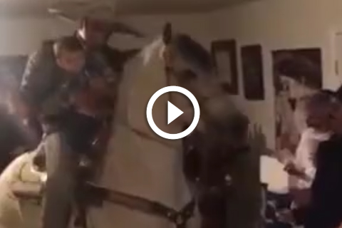 Un cheval qui danse dans la maison