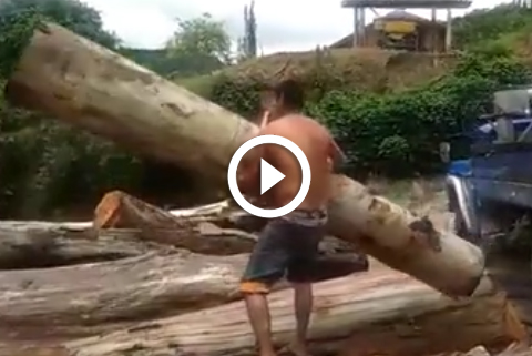 force herculienne dun homme qui soulève un tronc d'arbre