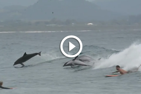magnifique des dauphins qui jouent avec les surfeurs