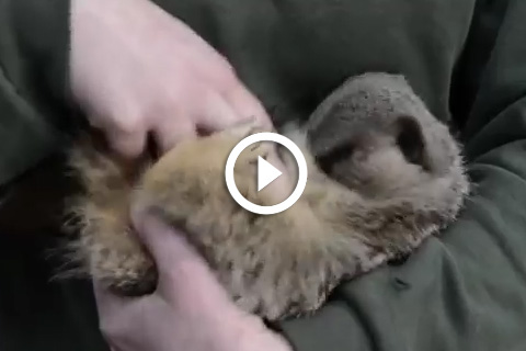 Ce suricate s'éclate de rire quand on le chatouille