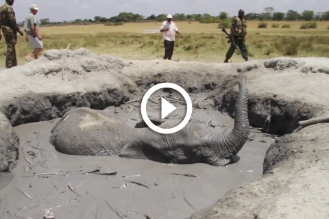 Sauvetage d'un éléphanteau coincé dans une mare de boue