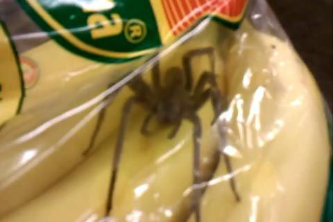 araignée trouvée dans un sachet de bananes
