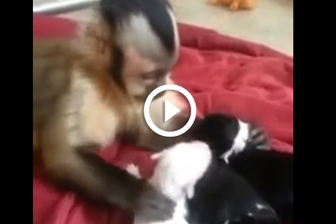 câlins entre un singe et des chiots
