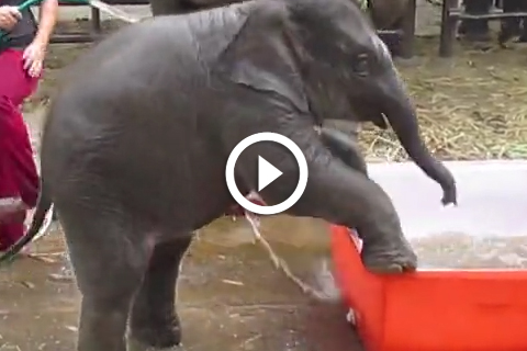 cest l'heure du bain pour cet éléphanteau